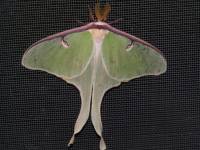 PICT0027 Moth