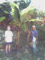 11-19-06_1115 Grandfather Kadooka on the right, Mrs. Kadooka on the left.  This bananna tree had been written up in the local West Hawaii Today newspaper because it's two bunches of banannas on one stalk is quite rare.  Debbie and I had no idea we would meet the fellow who grew the tree when we read the article.