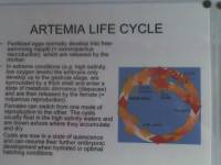 11-17-06_1500 Artemia -- 