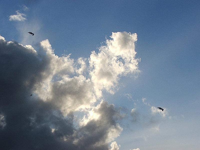 DSCF5818b.jpg - Backlit clouds and gulls riding the updraftrs.