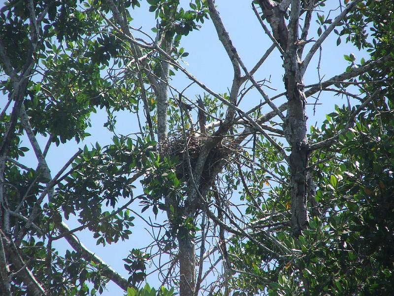 DSCF0054.JPG - This waa an osprey nest.